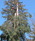 tree topping photo